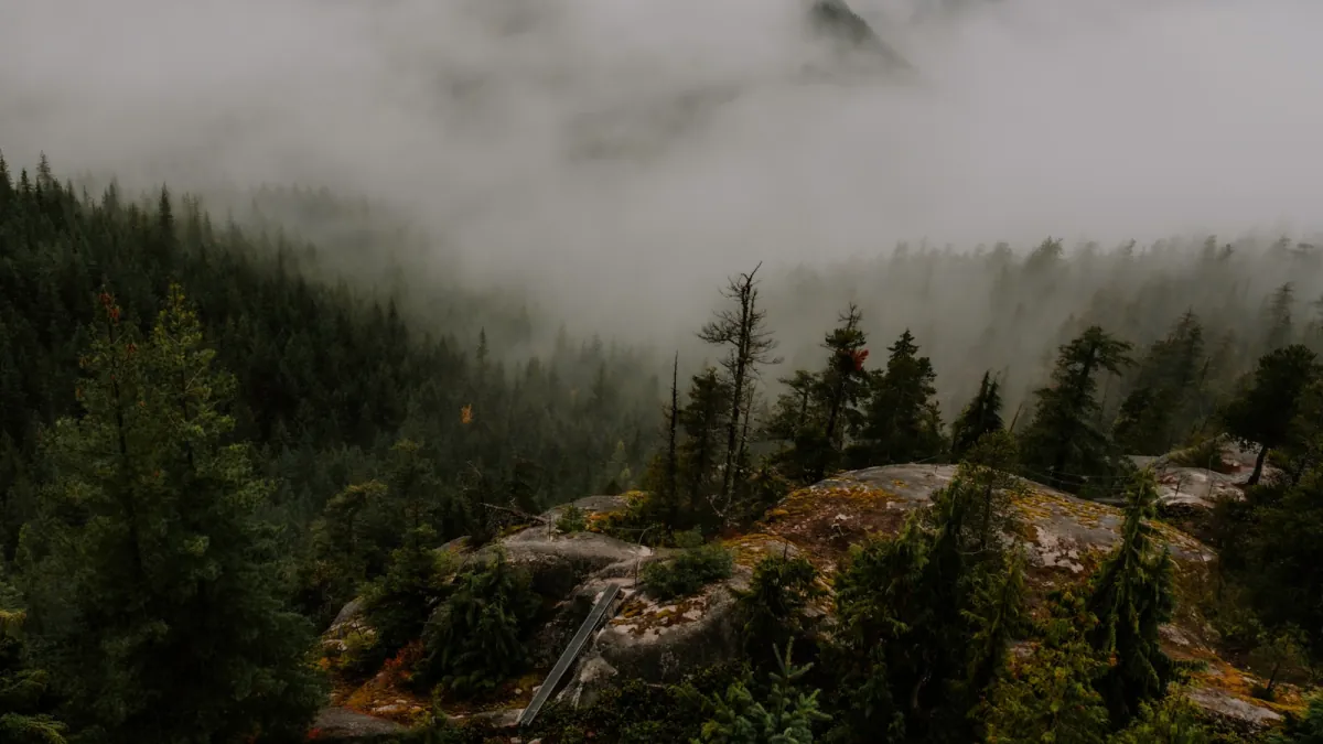 Evergreens in low cloud along the Sea to Sky corridor